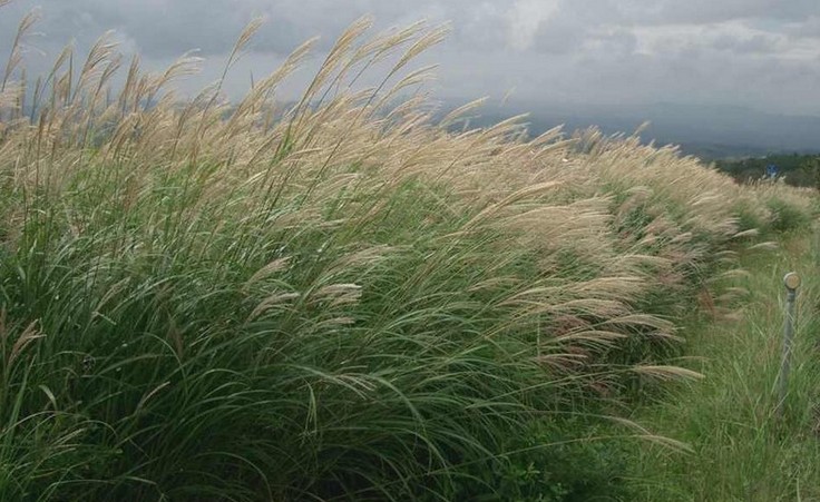 Miscanthus seed Silberspinne